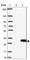 RAS Like Family 11 Member A antibody, HPA004859, Atlas Antibodies, Western Blot image 