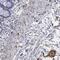 Cell Adhesion Molecule 3 antibody, NBP1-88604, Novus Biologicals, Immunohistochemistry paraffin image 