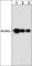 Actin Alpha 1, Skeletal Muscle antibody, AM2021, ECM Biosciences, Western Blot image 