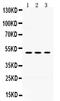 Oligodendrocyte Myelin Glycoprotein antibody, PB9730, Boster Biological Technology, Western Blot image 