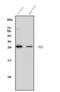 Tyrosine 3-Monooxygenase/Tryptophan 5-Monooxygenase Activation Protein Gamma antibody, A04148-1, Boster Biological Technology, Western Blot image 