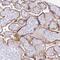 MyoD Family Inhibitor antibody, PA5-62108, Invitrogen Antibodies, Immunohistochemistry paraffin image 