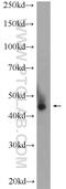 5-Azacytidine Induced 2 antibody, 15042-1-AP, Proteintech Group, Western Blot image 
