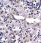 High Mobility Group Box 2 antibody, PA1-24399, Invitrogen Antibodies, Immunohistochemistry frozen image 