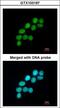 DNA Ligase 3 antibody, LS-C185529, Lifespan Biosciences, Immunocytochemistry image 