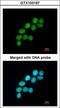 LIG3 antibody, LS-C185529, Lifespan Biosciences, Immunocytochemistry image 