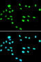 RuvB Like AAA ATPase 1 antibody, 19-815, ProSci, Immunofluorescence image 