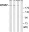 Microtubule Associated Serine/Threonine Kinase 2 antibody, LS-C119106, Lifespan Biosciences, Western Blot image 