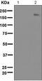 Erb-B2 Receptor Tyrosine Kinase 4 antibody, ab109273, Abcam, Western Blot image 