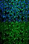 GRB2 Associated Binding Protein 1 antibody, GTX55632, GeneTex, Immunocytochemistry image 