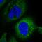 Zinc Finger GRF-Type Containing 1 antibody, HPA030704, Atlas Antibodies, Immunofluorescence image 