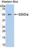 Slc39a1 antibody, LS-C298410, Lifespan Biosciences, Western Blot image 