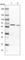 NADPH Dependent Diflavin Oxidoreductase 1 antibody, HPA024504, Atlas Antibodies, Western Blot image 