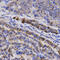 Synuclein Gamma antibody, 18-688, ProSci, Immunohistochemistry paraffin image 