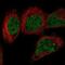 Transient Receptor Potential Cation Channel Subfamily C Member 4 Associated Protein antibody, NBP2-47593, Novus Biologicals, Immunofluorescence image 