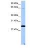 LOC344065 antibody, NBP1-91395, Novus Biologicals, Western Blot image 