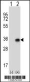 CCR4-NOT Transcription Complex Subunit 8 antibody, 56-719, ProSci, Western Blot image 