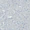 Thy-1 Cell Surface Antigen antibody, AMAb90846, Atlas Antibodies, Immunohistochemistry paraffin image 