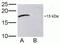 Migration And Invasion Enhancer 1 antibody, 40-4000, Invitrogen Antibodies, Western Blot image 