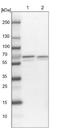 Peptidylprolyl Isomerase Like 2 antibody, NBP1-85360, Novus Biologicals, Western Blot image 