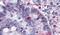Leucine Rich Repeat Containing G Protein-Coupled Receptor 5 antibody, PA5-33728, Invitrogen Antibodies, Immunohistochemistry paraffin image 