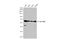 Solute Carrier Family 19 Member 2 antibody, GTX131042, GeneTex, Western Blot image 