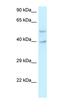 Protein GRINL1A antibody, orb326415, Biorbyt, Western Blot image 