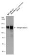 Integrin Subunit Alpha 5 antibody, PA5-78027, Invitrogen Antibodies, Western Blot image 