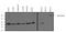 Ras Homolog Family Member A antibody, NBP2-22529, Novus Biologicals, Western Blot image 