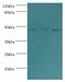 Actin Like 6B antibody, LS-C375133, Lifespan Biosciences, Western Blot image 