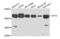 ATF4 antibody, orb129518, Biorbyt, Western Blot image 