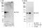 SRY-Box 6 antibody, A303-553A, Bethyl Labs, Western Blot image 