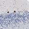Transmembrane Protein 63C antibody, HPA030657, Atlas Antibodies, Immunohistochemistry paraffin image 