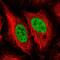 Nei Like DNA Glycosylase 1 antibody, PA5-62913, Invitrogen Antibodies, Immunofluorescence image 