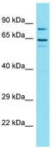 Golgin A6 Family Like 1 antibody, TA337322, Origene, Western Blot image 