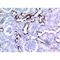 Keratin 8 antibody, LS-C387100, Lifespan Biosciences, Immunohistochemistry paraffin image 