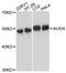 Apoptosis And Caspase Activation Inhibitor antibody, STJ114776, St John