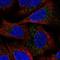 Espin antibody, NBP2-55817, Novus Biologicals, Immunocytochemistry image 