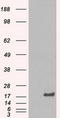 HspB5 antibody, TA500582, Origene, Western Blot image 