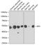 IHH antibody, 22-361, ProSci, Western Blot image 