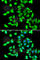 Glutathione S-Transferase C-Terminal Domain Containing antibody, A7187, ABclonal Technology, Immunofluorescence image 