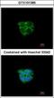 Adenosine Kinase antibody, GTX101385, GeneTex, Immunocytochemistry image 