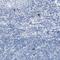 Lymphocyte Activating 3 antibody, NBP1-85781, Novus Biologicals, Immunohistochemistry frozen image 