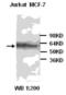 Caspase 10 antibody, MBS856639, MyBioSource, Western Blot image 