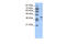 POU Class 5 Homeobox 1 antibody, 31-236, ProSci, Western Blot image 