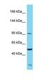 SAPCD2 antibody, orb326717, Biorbyt, Western Blot image 