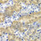 Amylase Alpha 1C (Salivary) antibody, A6867, ABclonal Technology, Immunohistochemistry paraffin image 