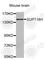 FACT complex subunit SPT16 antibody, A3669, ABclonal Technology, Western Blot image 