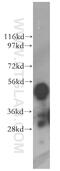 Kynureninase antibody, 11796-1-AP, Proteintech Group, Western Blot image 