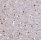 Ermin antibody, NBP1-84801, Novus Biologicals, Immunohistochemistry frozen image 